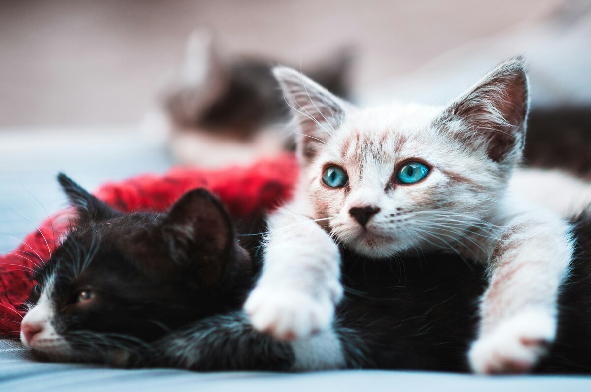 Así será Tomorrow Cat: un evento gratuito para celebrar a los michis en CDMX