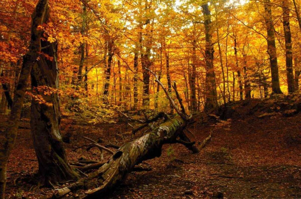 Bosque de Maple en Jalisco: destino ideal para el otoño 2025