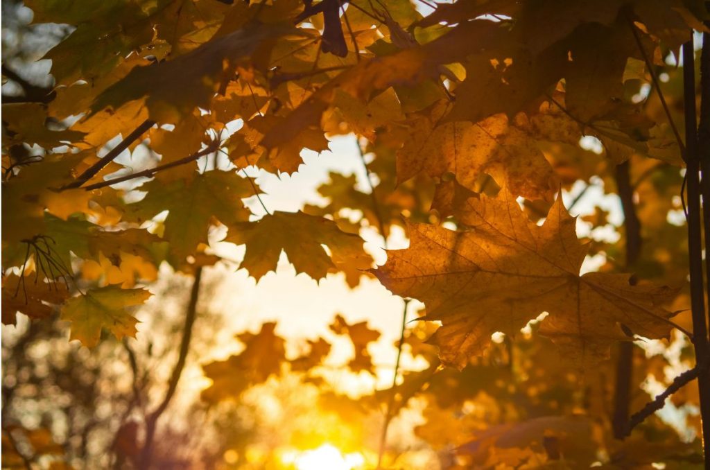 Bosque de Maple en Jalisco: destino ideal para el otoño 2025