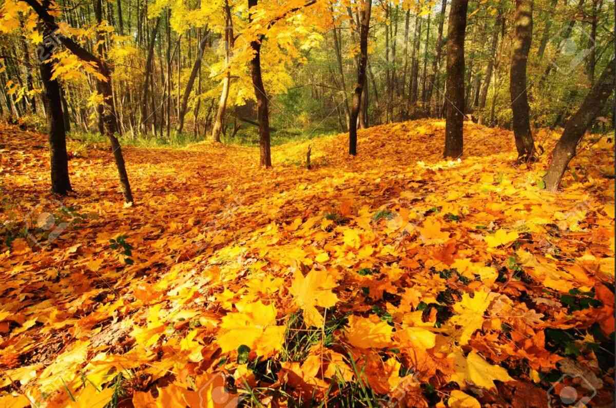 ¿Sabías que en México hay un Bosque de Maple? Conócelo en Jalisco