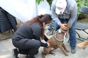 Así será el Can Fest de CDMX: vacunas, esterilización y más ¡GRATIS!