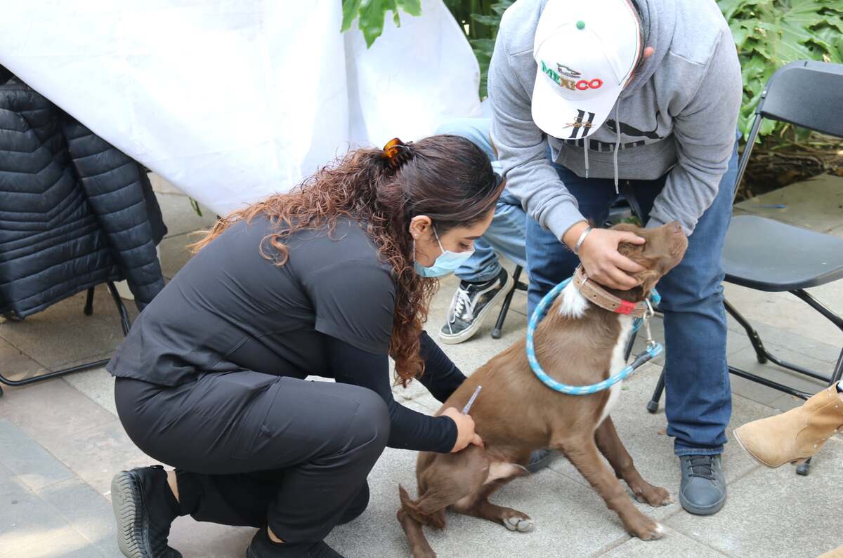 Así será el Can Fest de CDMX: vacunas, esterilización y más ¡GRATIS!