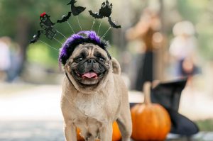 Celebra Halloween con tu pug en el encuentro PugManiaco 2025