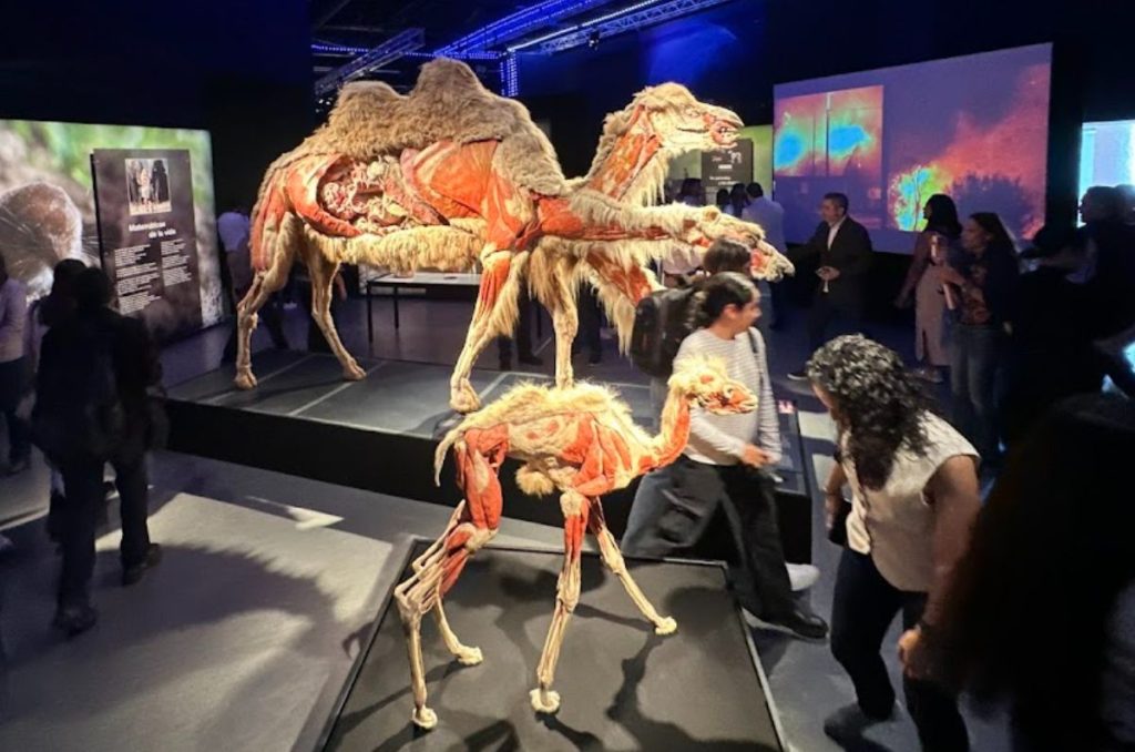 Body Worlds: Animal Inside Out, la exposición con animales como nunca los viste 0