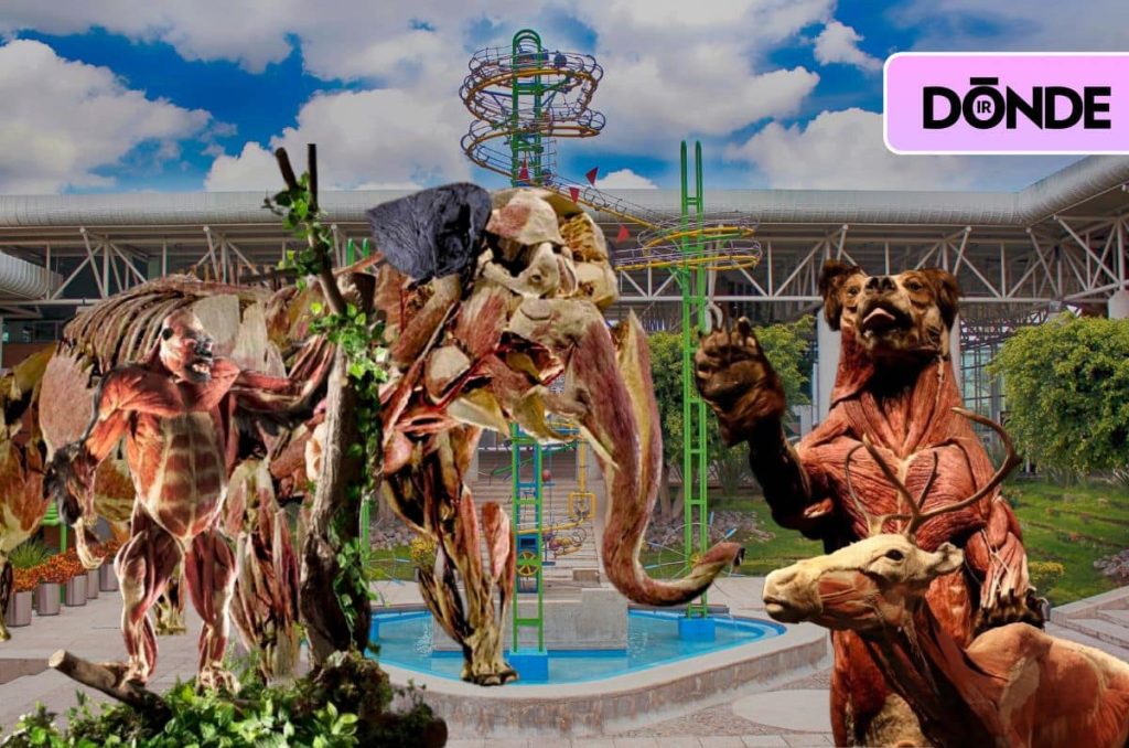 Body Worlds: Animal Inside Out, la exposición con animales como nunca los viste