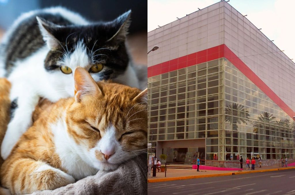 Gato y perro adopciones Michykon evento gratis en Centro Cultural Futurama CDMX