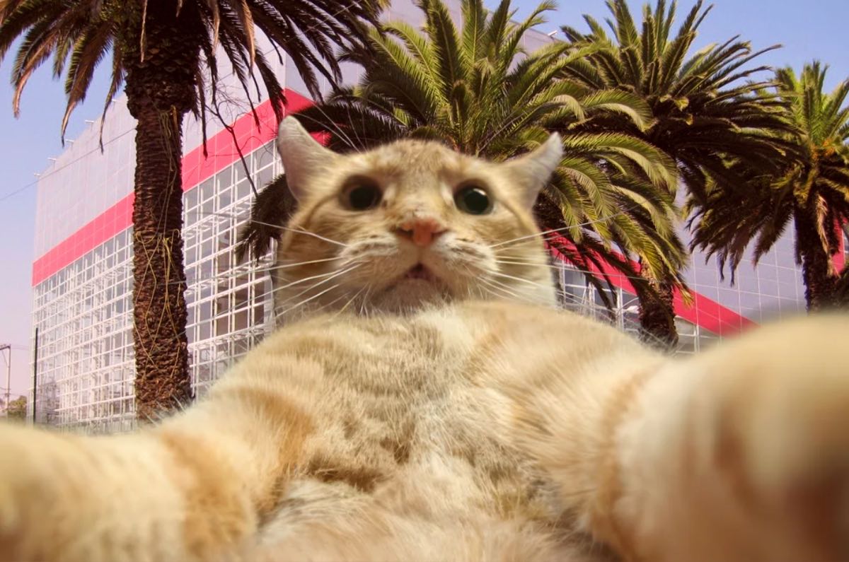 Michykon: ¡Adopta a un gato en este evento de caridad en CDMX!