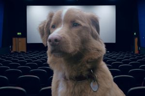 Good Boy: ¡La peli de terror con un perro se estrenará en México!