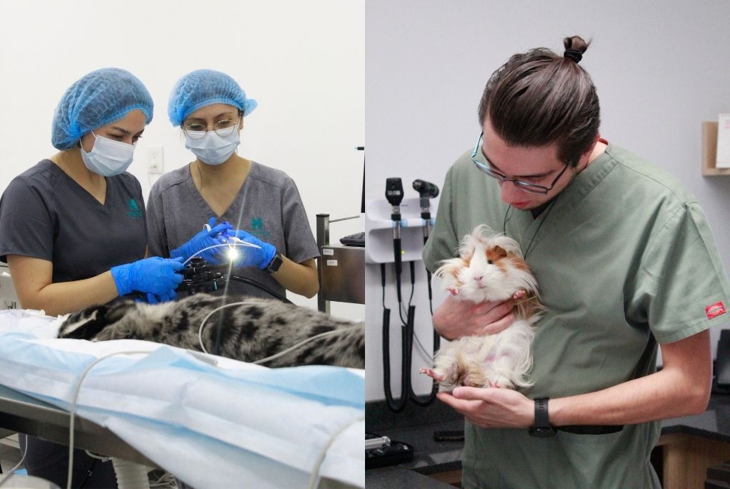 HOSPIVET del Valle: hospital veterinario 24 horas y atención integral en CDMX 0