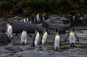 South Georgia Island: una isla repleta de pinguinos en el fin del mundo