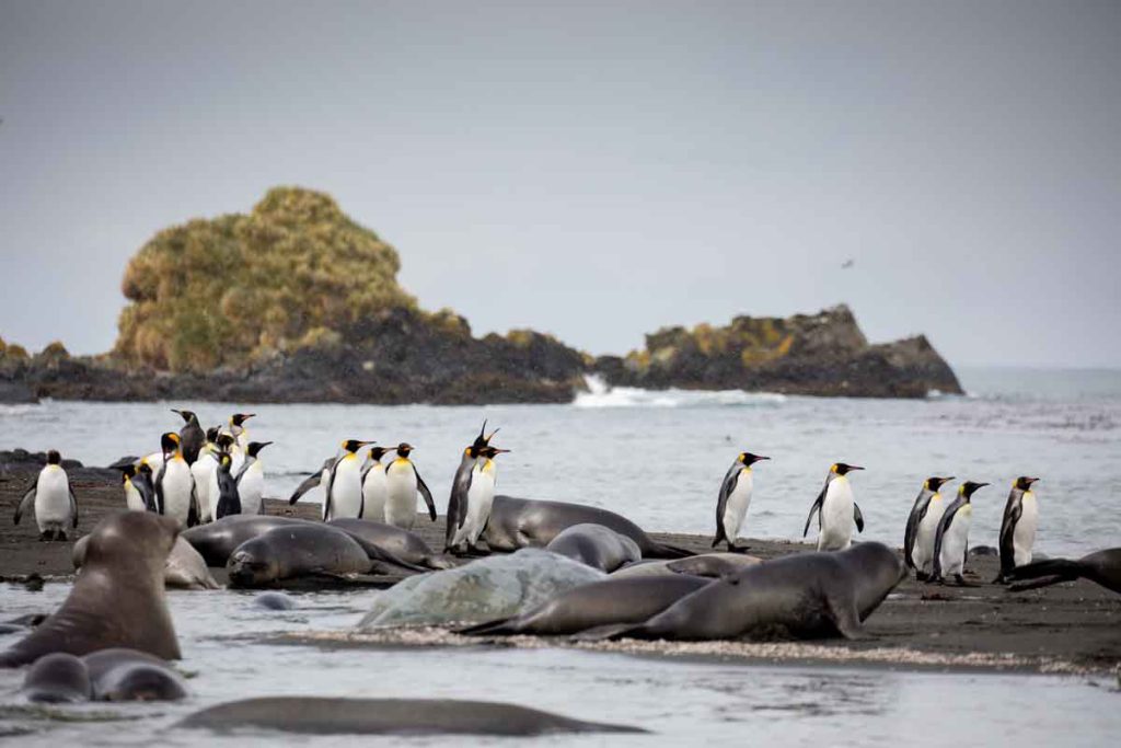 Descubre South Georgia Island, un destino único en el Océano Austral. Conoce la mejor época para visitarla y su vida silvestre