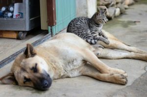 Peluditos Fest: Una Jornada gratuita de esterilización en Milpa Alta