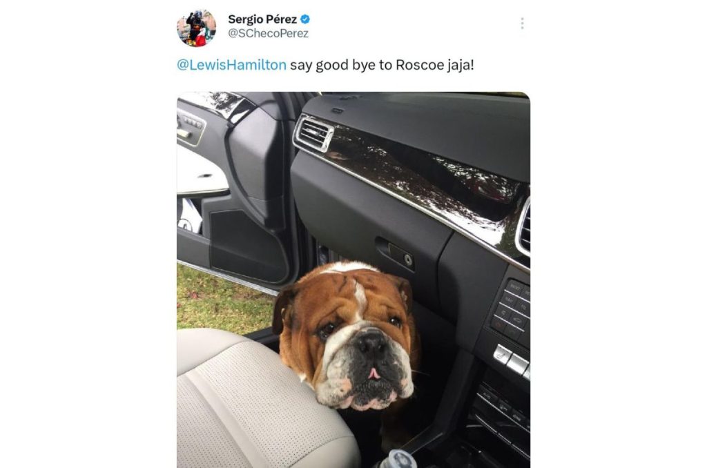 Muere Roscoe, el famoso bulldog de Lewis Hamilton y estrella del paddock 3