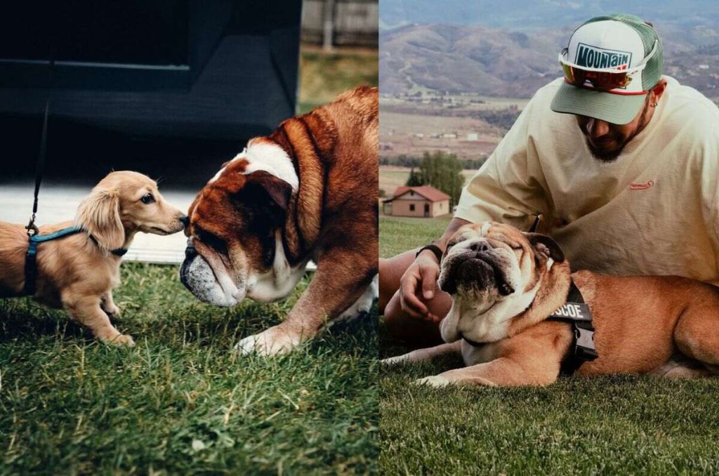 Muere Roscoe, el famoso bulldog de Lewis Hamilton y estrella del paddock 6