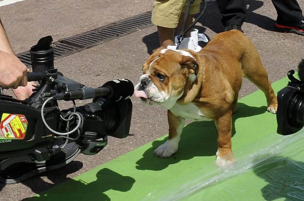 Muere Roscoe, el famoso bulldog de Lewis Hamilton y estrella del paddock 5