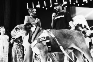 Muere Roscoe, el famoso bulldog de Lewis Hamilton y estrella del paddock