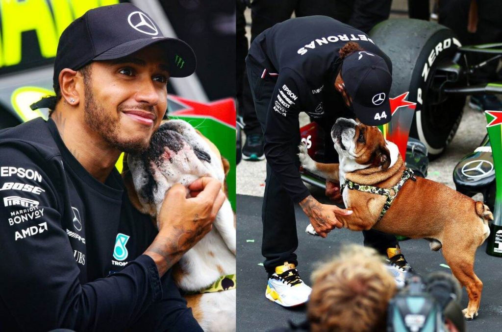 Muere Roscoe, el famoso bulldog de Lewis Hamilton y estrella del paddock