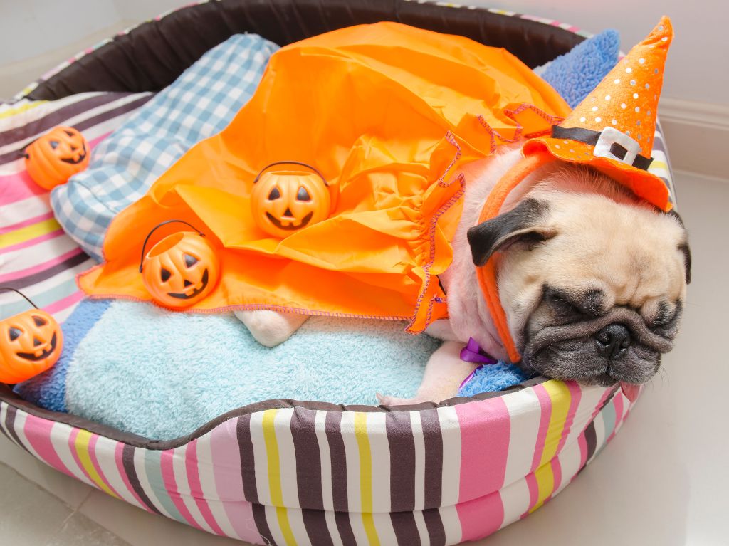 ¿Cuándo es el encuentro Pug 2025 edición Halloween? 
