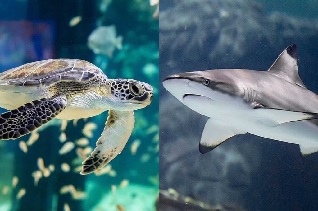 Tortuga y tiburón en el Acuario Michin