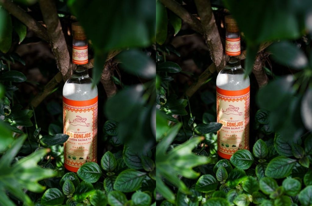Desde los Valles Centrales de Oaxaca, 400 Conejos lanza Cosecha Salvaje 1, un mezcal silvestre elaborado con agaves que crecen libremente