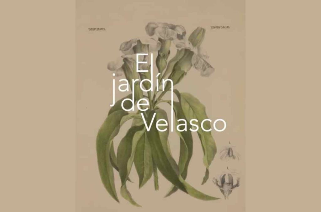 Nueva expo en Museo Kaluz: El Jardín de Velasco