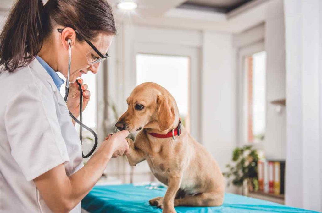 Proponen eliminar IVA a alimentos y medicinas para mascotas en México