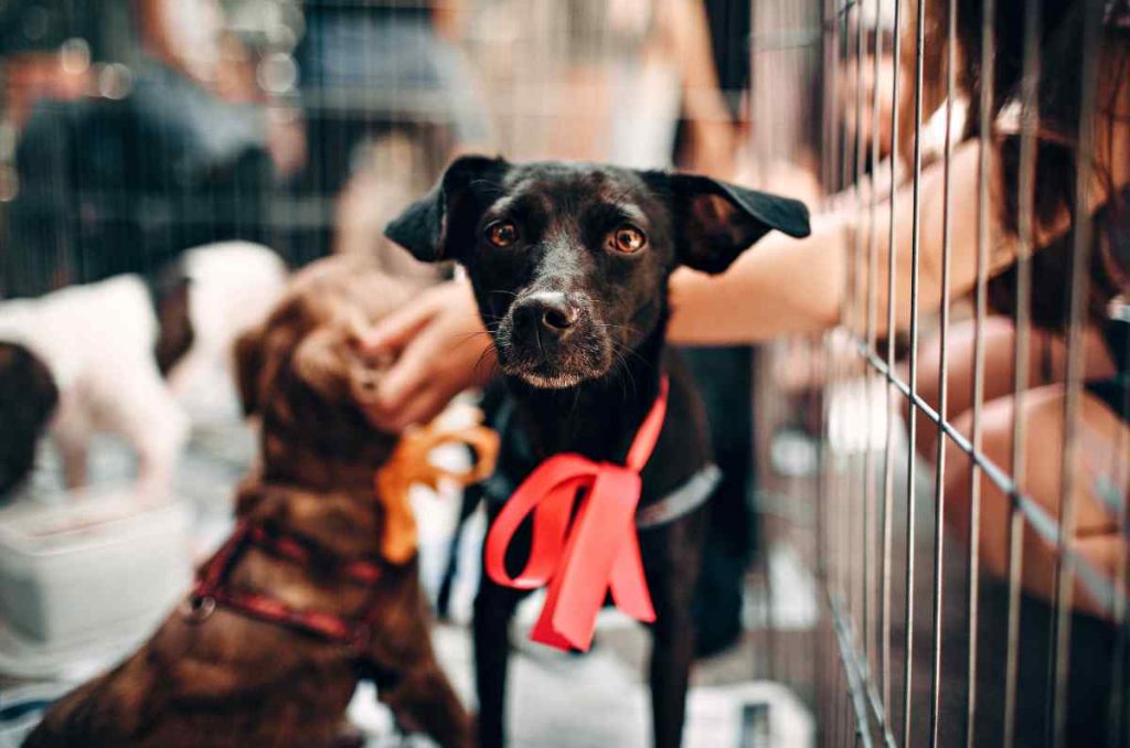 Proponen eliminar IVA a alimentos y medicinas para mascotas en México