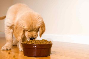 Eliminar IVA en comida para mascotas y hacer deducibles los gastos veterinarios: propuesta en la Cámara de Diputados