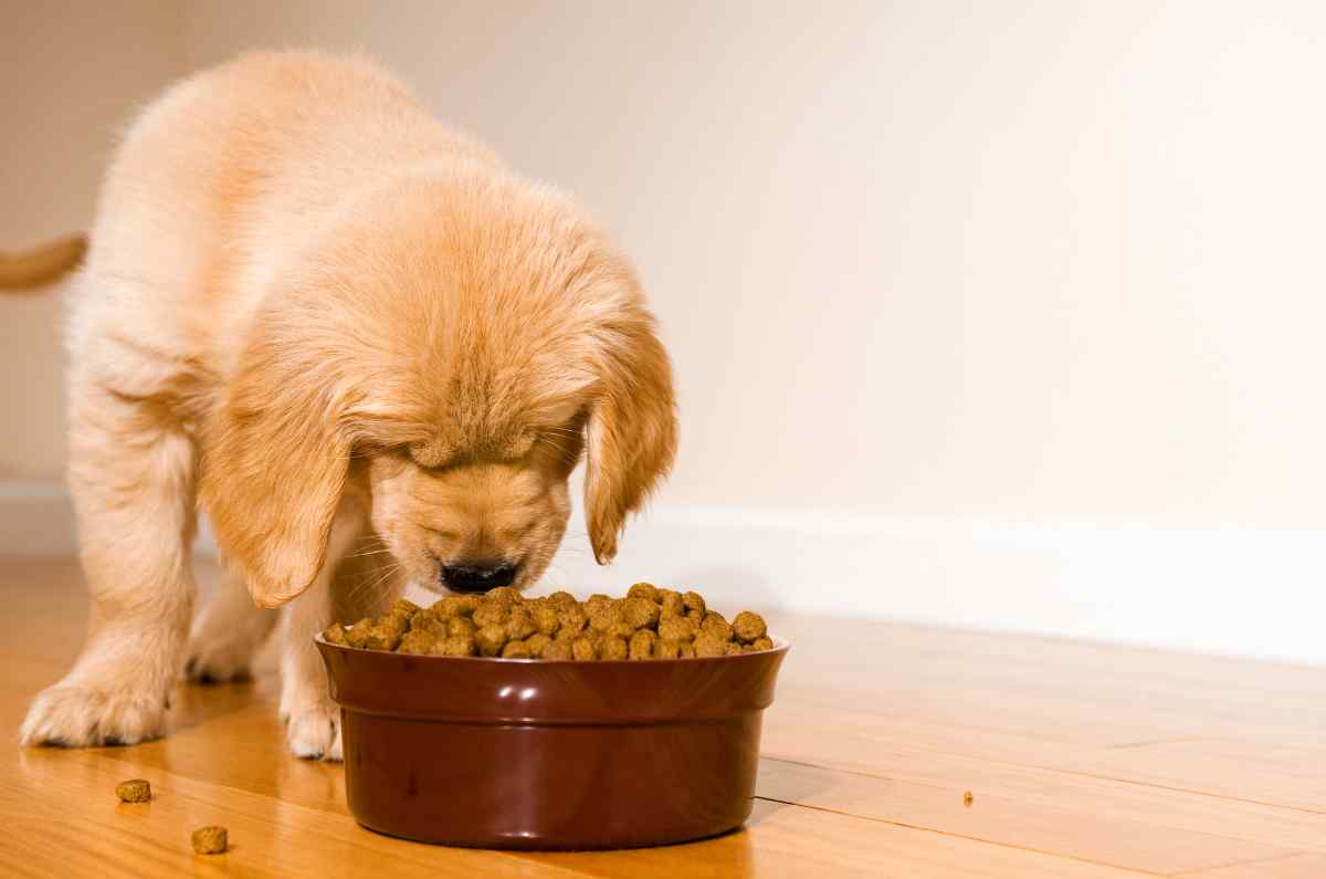 Eliminar IVA en comida para mascotas y hacer deducibles los gastos veterinarios: propuesta en la Cámara de Diputados