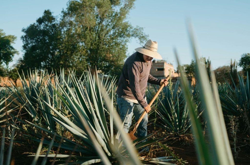 El Sabor de la Herencia: El Festival Raíces Ancestrales 2025 llega a la UNAM 0