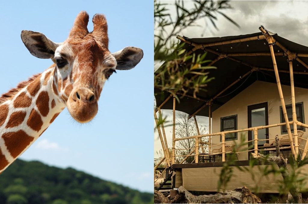 Glamping en Reino Animal: Safari, hospedaje de lujo y más