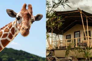 Glamping en Reino Animal: Safari, hospedaje de lujo y más