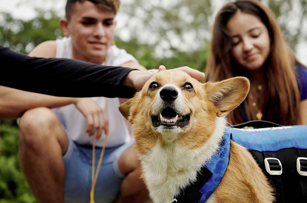 Guía de viajes pet friendly: cómo Incluir a tu mascota en vacaciones