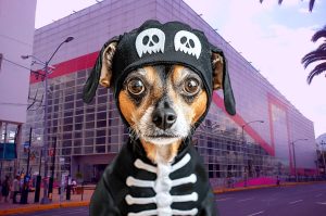 ¡Terroríficamente tierno! Habrá Halloween de perritos en CDMX