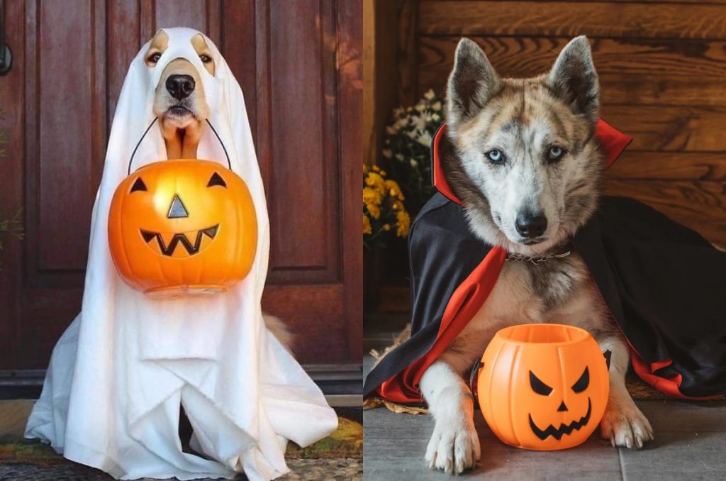 Halloween de perros adopciones y concurso de disfraces Centro Cultural Futurama CDMX