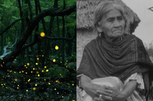 María Sabina: Descubre más sobre esta nueva especie de luciérnaga 