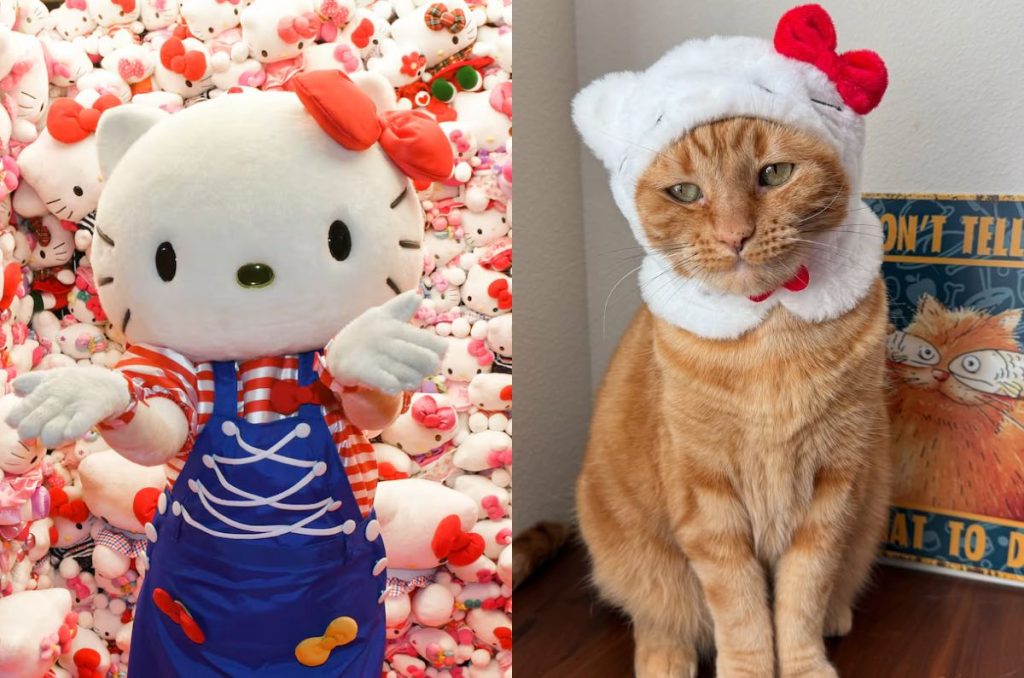 Navidad Hello Kitty evento Navidad Felina CDMX adopción de gatos