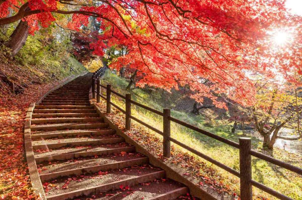 El otoño transforma Japón en un lienzo dorado y ámbar. Entre senderos de arces, templos históricos y baños termales al aire libre