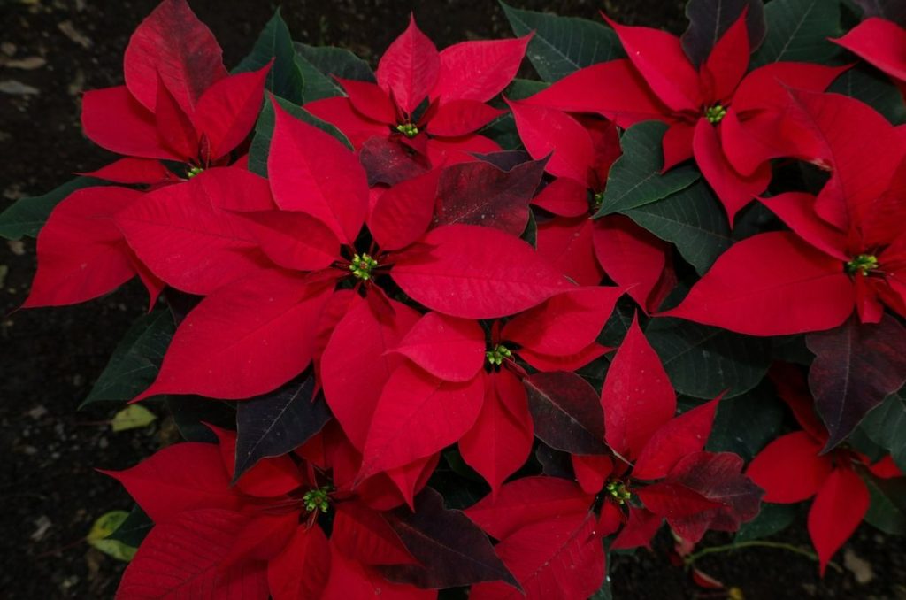 Dónde comprar Nochebuenas en CDMX