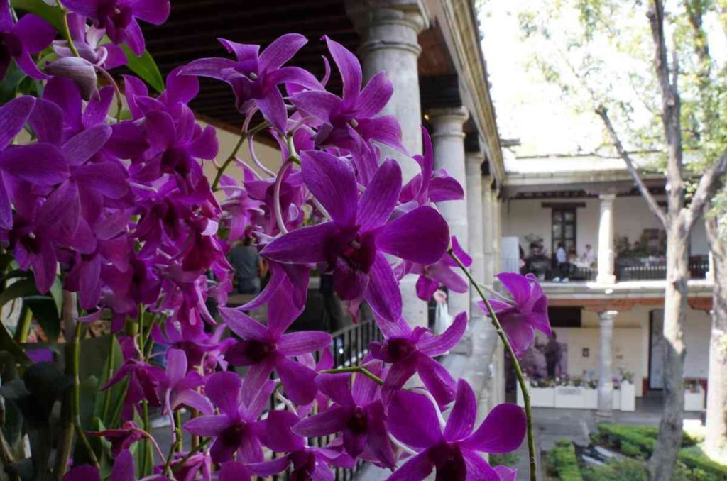 Llega la Expo Orquídeas de Otoño al Museo Franz Mayer: más de 3,000 flores en exhibición