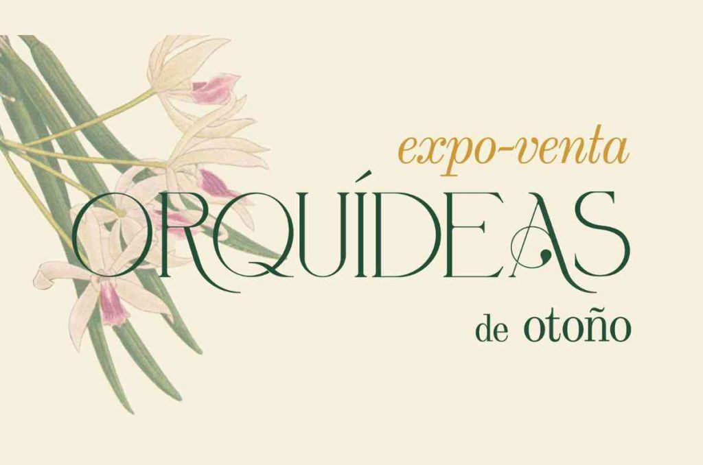 Llega la Expo-Venta Orquídeas de Otoño al Museo Franz Mayer: más de 3,000 flores en exhibición