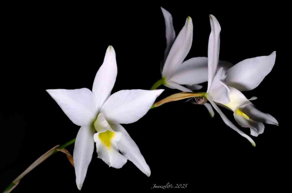 Llega la Expo Orquídeas de Otoño al Museo Franz Mayer: más de 3,000 flores en exhibición