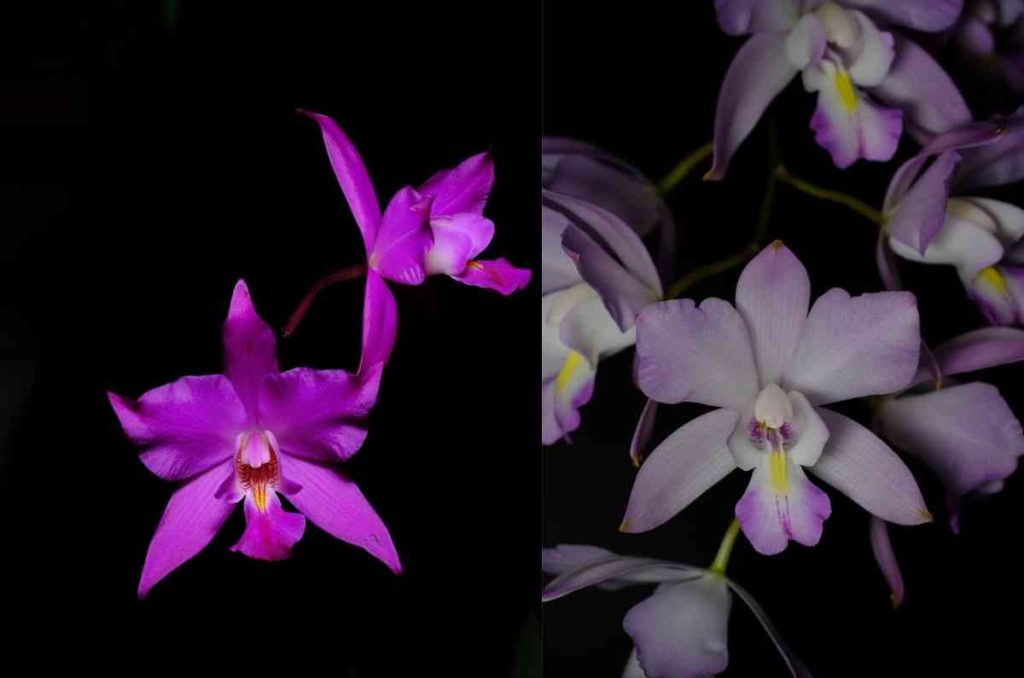Llega la Expo-Venta Orquídeas de Otoño al Museo Franz Mayer: más de 3,000 flores en exhibición 3