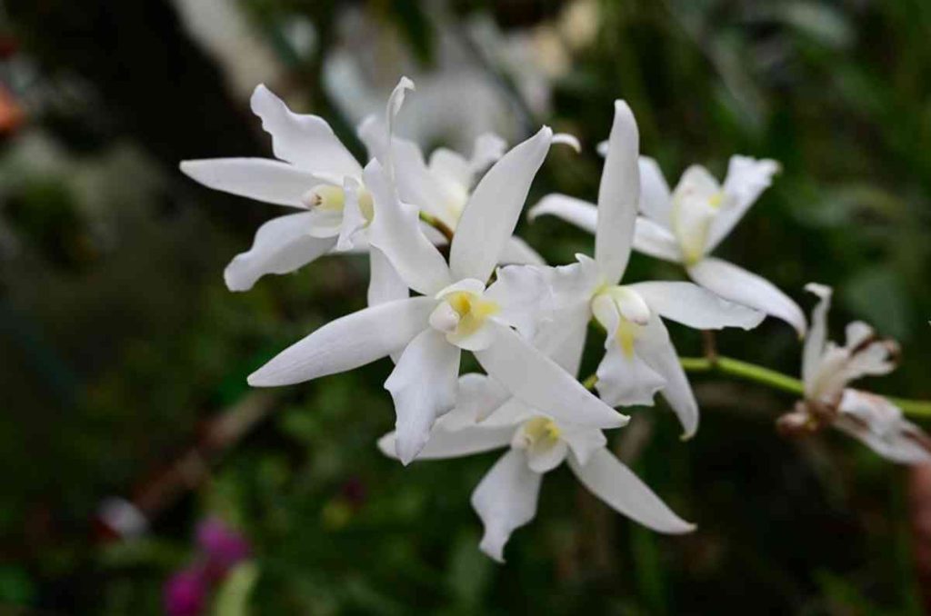 Llega la Expo-Venta Orquídeas de Otoño al Museo Franz Mayer: más de 3,000 flores en exhibición 2