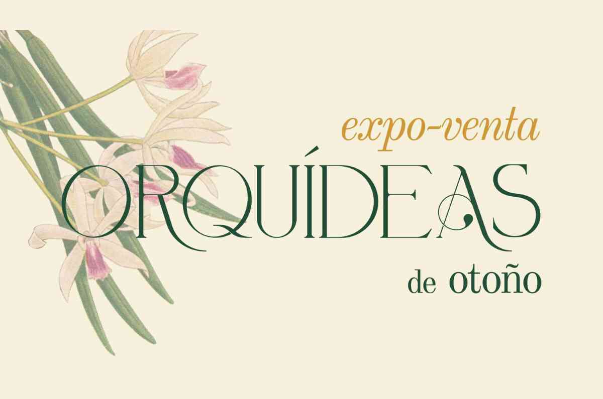 Llega la Expo-Venta Orquídeas de Otoño al Museo Franz Mayer: más de 3,000 flores en exhibición