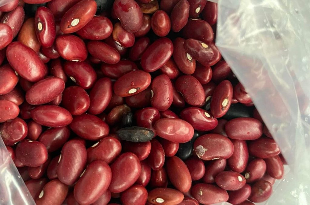 Feria del Frijol 2025 en CDMX: exhibiciones, música y más ¡Gratis!