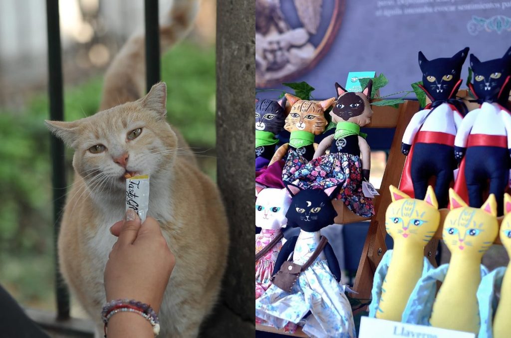 Gatos Gatotitlán 2025 CDMX Museo Panteón San Fernando evento gratis y familiar