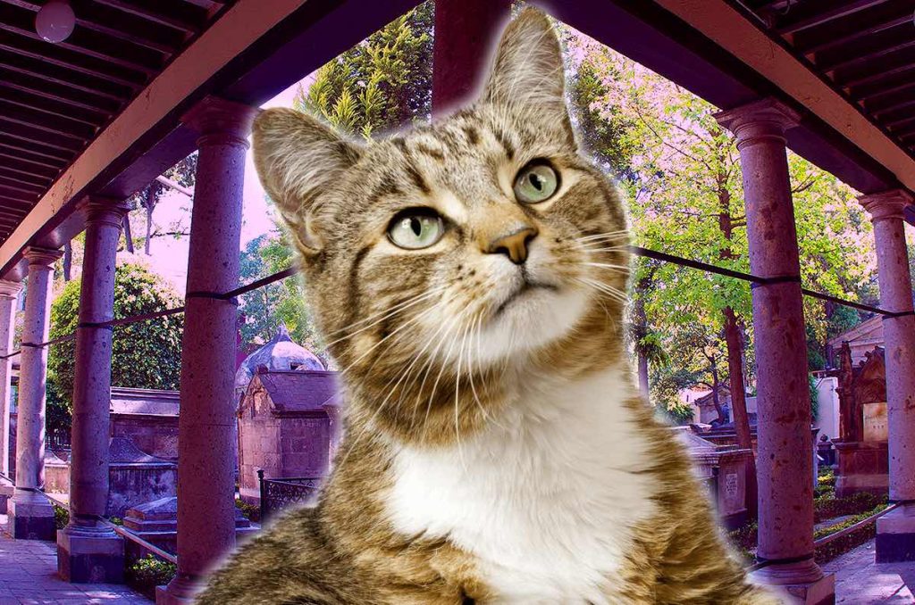 Gatos Gatotitlán 2025 CDMX Museo Panteón San Fernando evento gratis y familiar