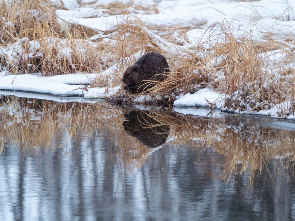 ¿Qué es la Superluna del Castor?