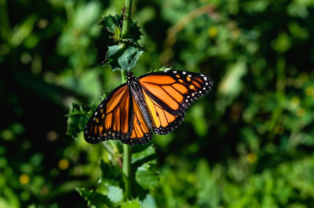 Llega la temporada de Mariposas Monarca a Valle de Bravo 2